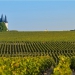 Bordeaux Vineyard
