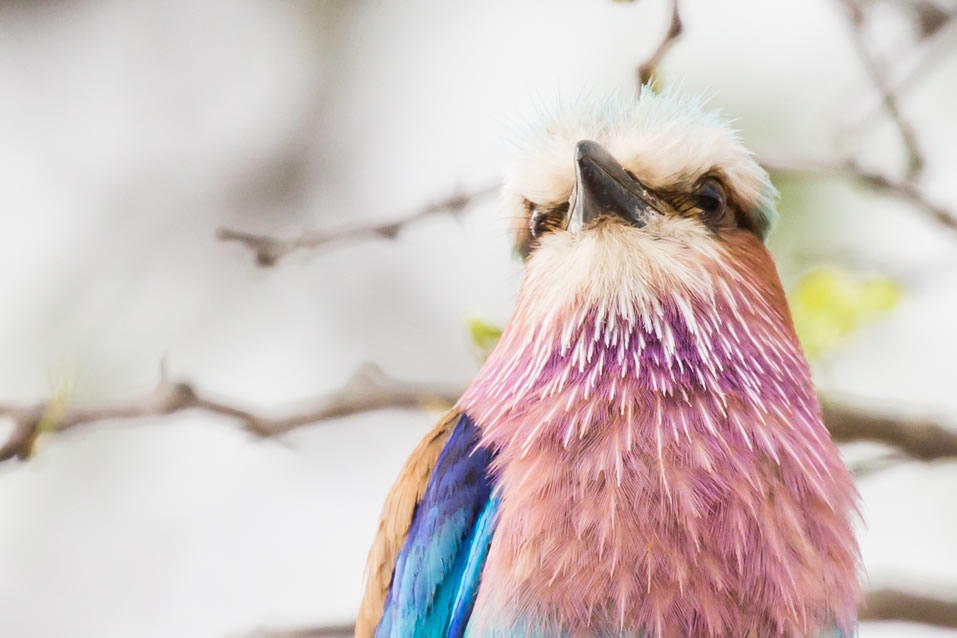 <h2>The Best of South Africa Escorted 2018</h2>Golf, Kruger Safari, Cape Town, the Winelands & Garden Route