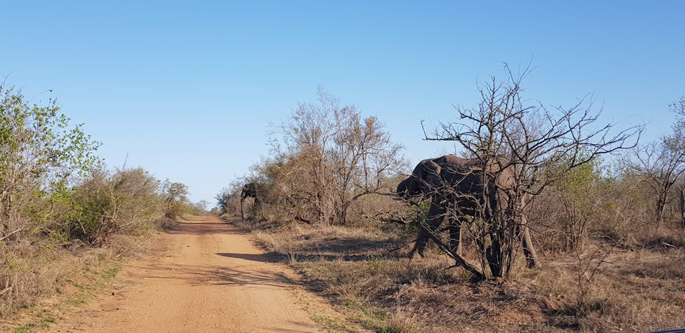 <h2>The Best of South Africa Escorted 2018</h2>Golf, Kruger Safari, Cape Town, the Winelands & Garden Route